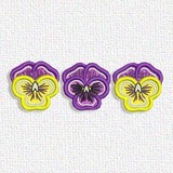 Pansy