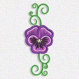 Pansy