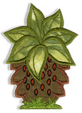 Palm